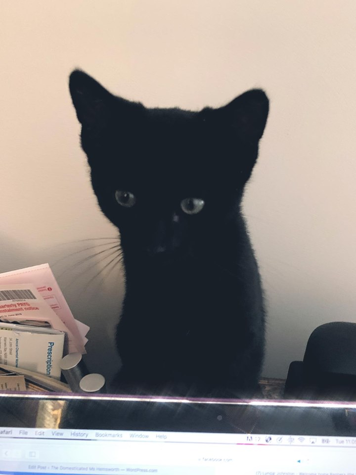 bagheera13weeks